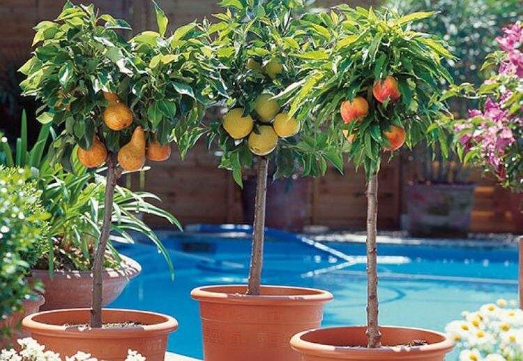 How-to-Grow-Fruit-Trees-in-Containers-tips-and-varieties