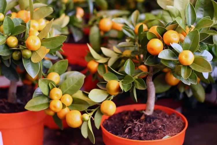 What do you need to know before planting fruit trees in pots