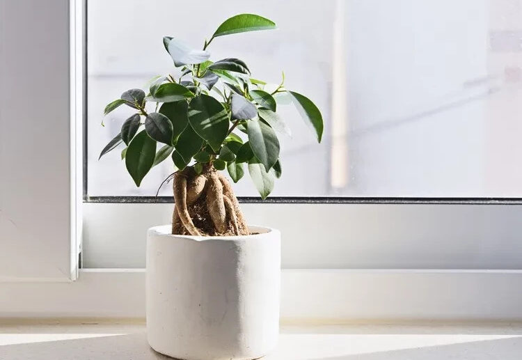 What-is-the-lucky-plant-according-to-your-zodiac-sign