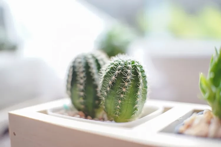 Which lucky plant for which zodiac sign cactus for Aries