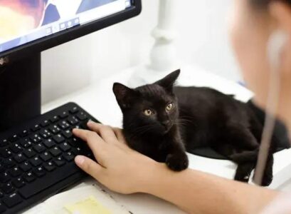 can cats heal deciphering feline's superpowers