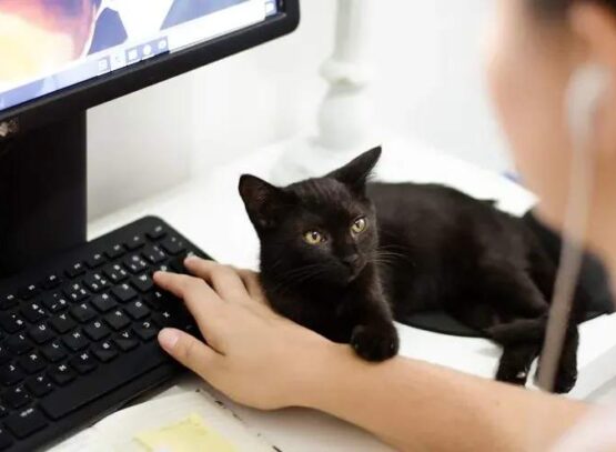 can cats heal deciphering feline's superpowers