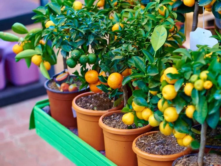citrus fruits in pots for small spaces patio ideas