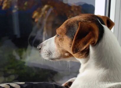 do-dogs-know-when-you-are-away