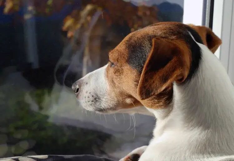 do-dogs-know-when-you-are-away