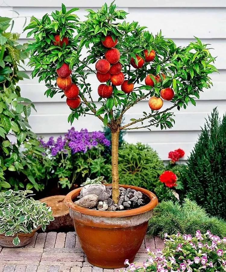 how to grow fruit trees in pots peach