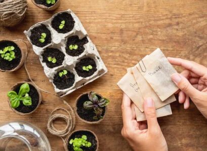what containers to sow your seeds in recycling ideas