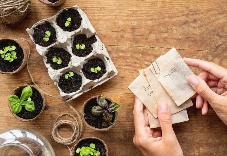 what containers to sow your seeds in recycling ideas