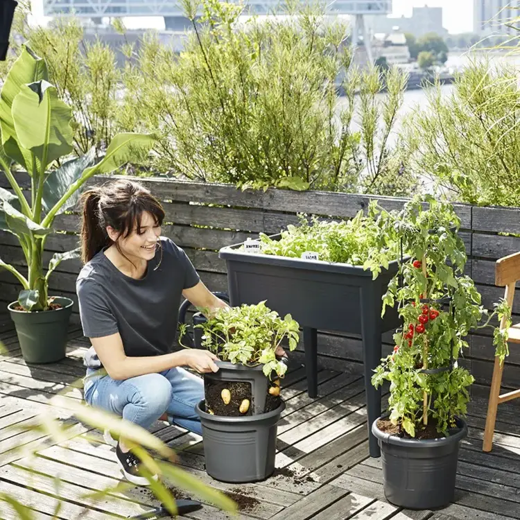 when-to-prepare-your-balcony-vegetable-garden