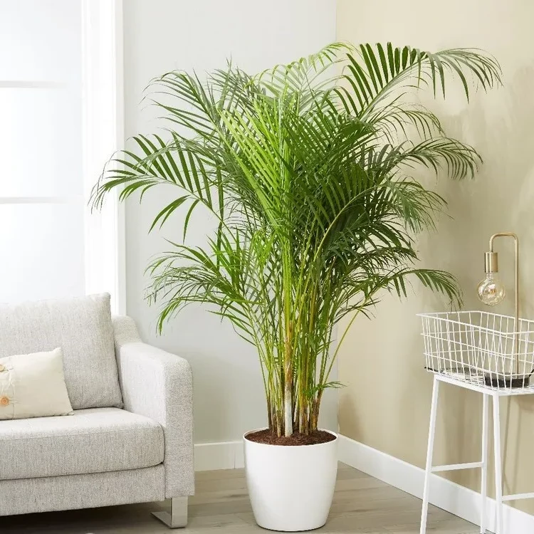 which plant brings luck sign of the zodiac Leo palm tree Areca