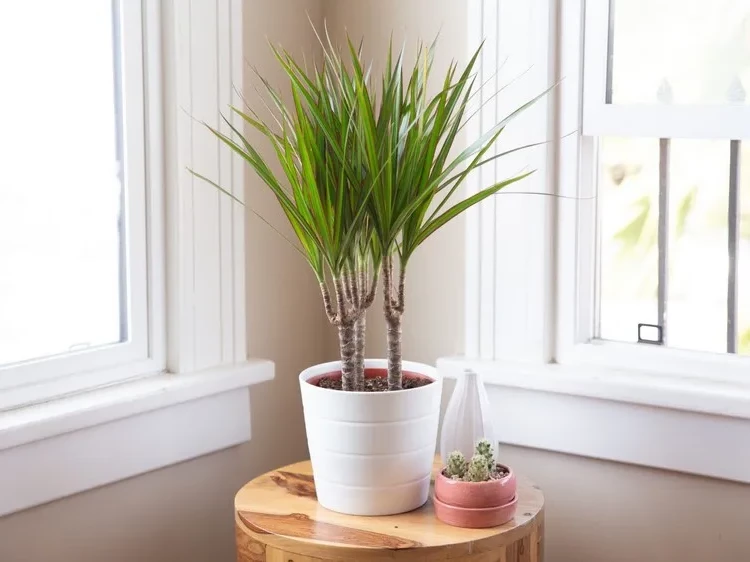 plant that brings luck according to the zodiac sign Libra Dracaena