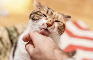 why do cats lick so often reasons given by cat behaviorists