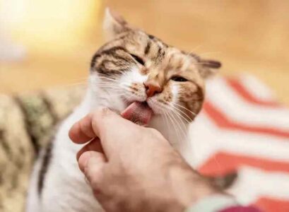 why do cats lick so often reasons given by cat behaviorists