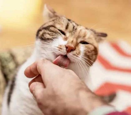 why do cats lick so often reasons given by cat behaviorists