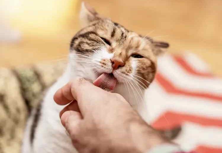 why do cats lick so often reasons given by cat behaviorists