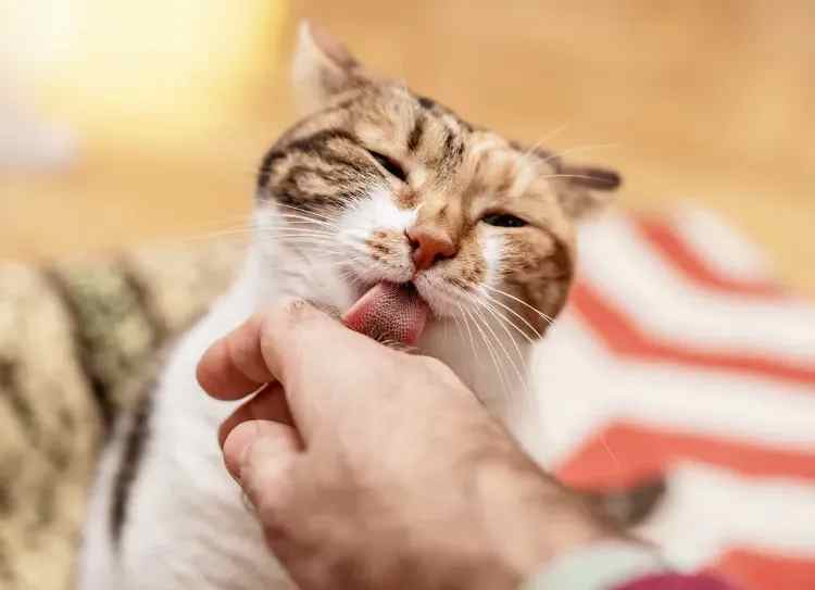 why-does-my-cat-lick-me-6-reasons-sorted-by-feline-behaviorists-and