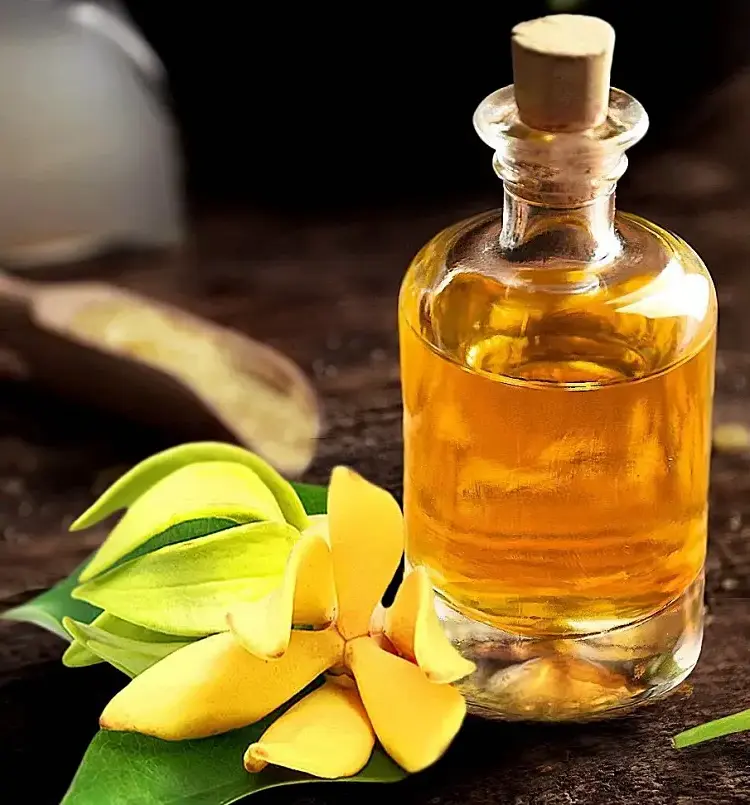 ylang ylang essential oils properties aphrodisiac valentine's day romance intimac