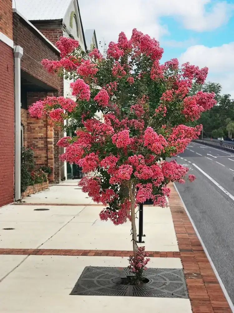 crape myrtle best trees for a small front yard