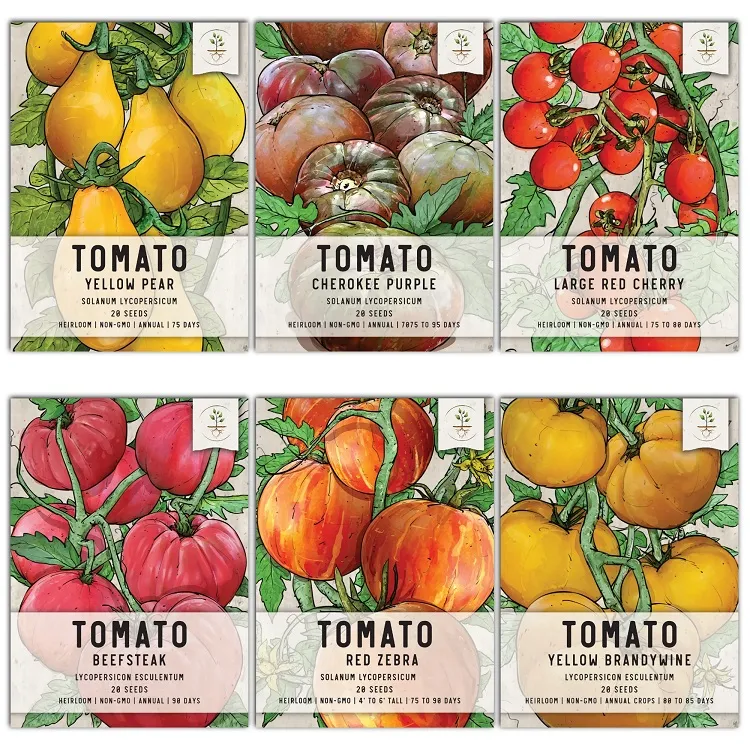 different types of tomatoes