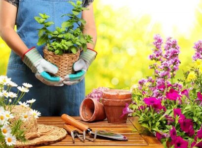 easy plants to grow on a balcony edible and decorative varieties