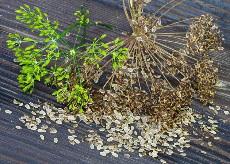 fertilizing and soil conditions for dill growth