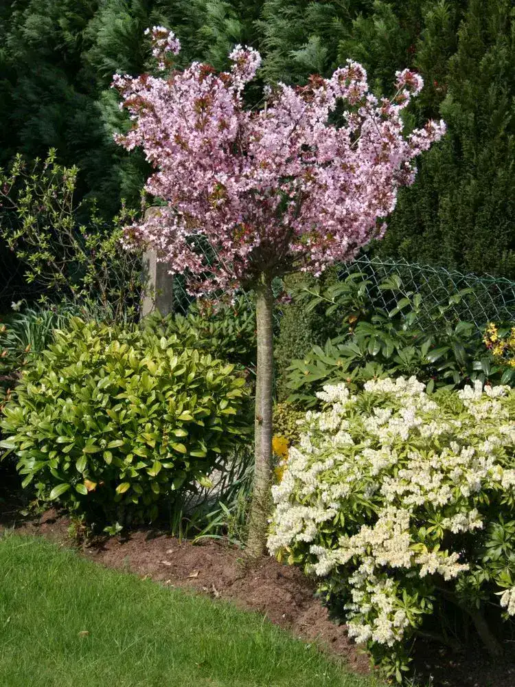 flowering plum landscape ideas for small front yard