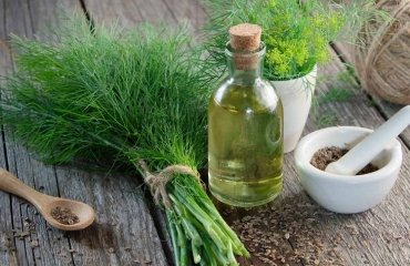 grow dill guide a beneficial and healthy plant