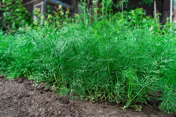 grow dill guide a what plant is drill
