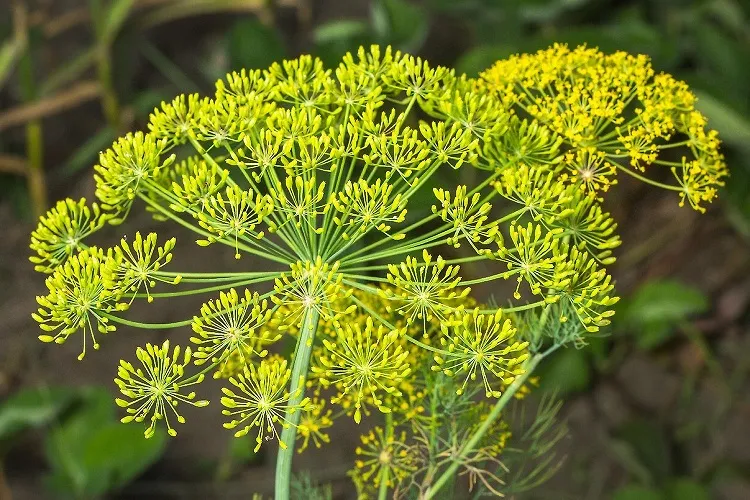 grow dill guide how to grow dill at home