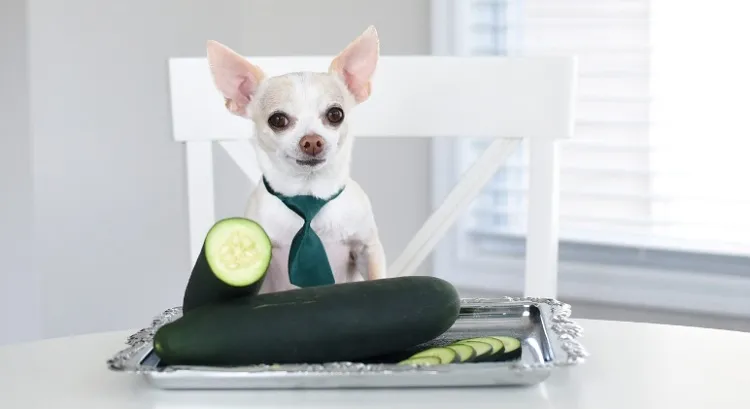 how much cucumbers can dogs eat cucumber benefits for dogs