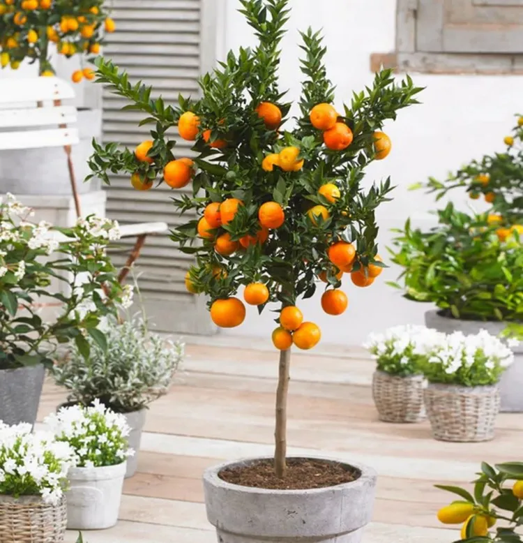 how to grow satsuma orange tree from seeds
