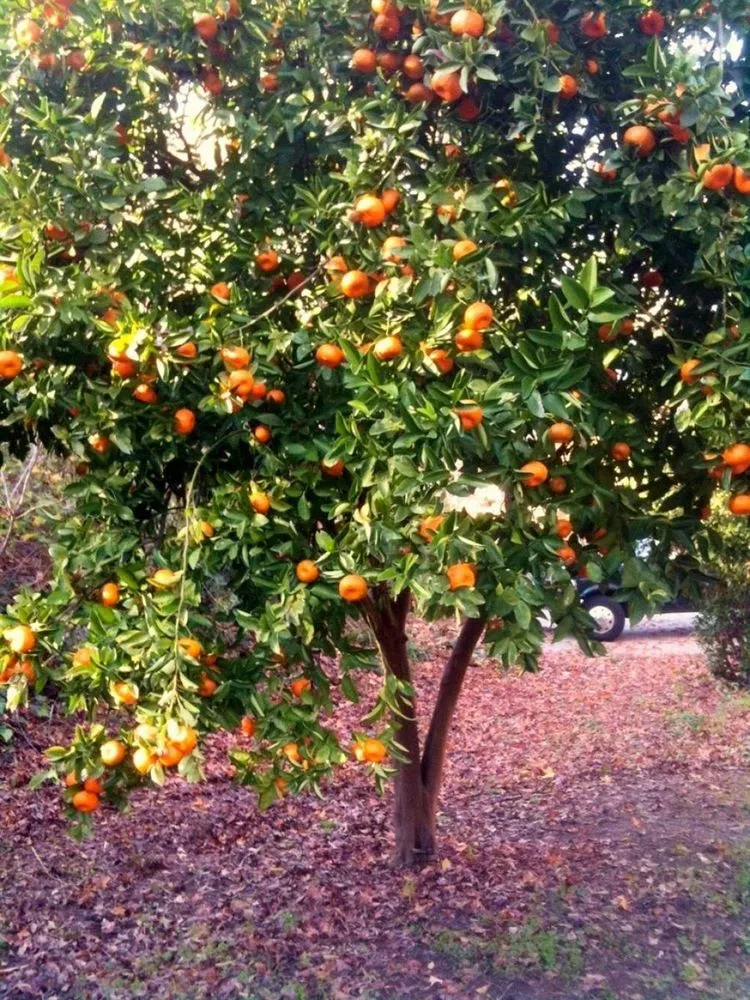 how to grow satsuma orange tree in the garden
