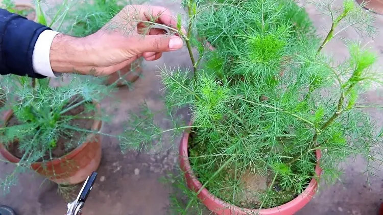 how to grow dill in containers and in pots