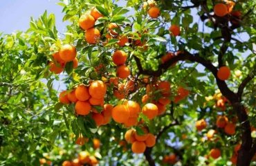 how to grow satsuma orange tree complete growing guide
