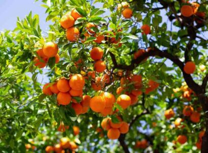 how to grow satsuma orange tree complete growing guide