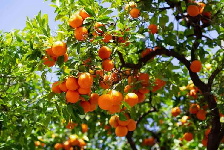 grow satsuma orange tree complete growing guide care tips