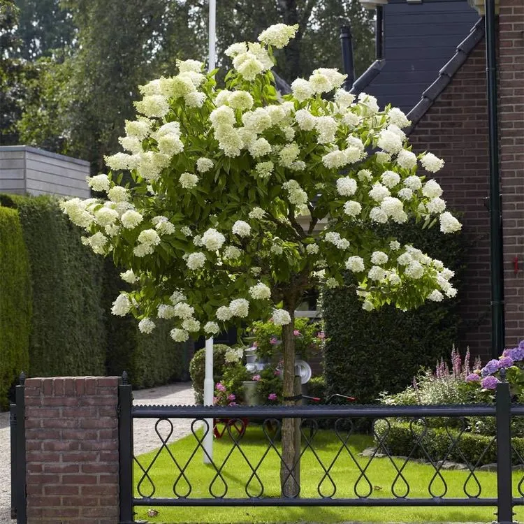 limelight hydrangea tree front yard curb appeal