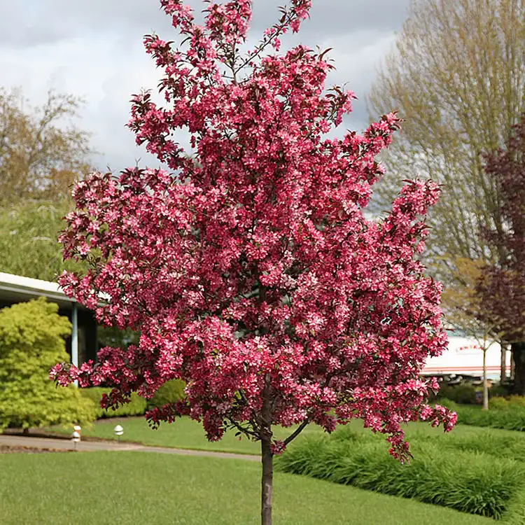 ornamental crab apple tree small trees for front yard