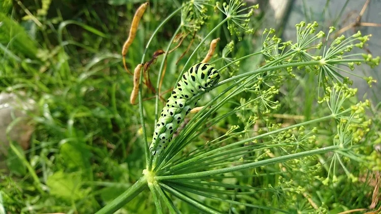 pest and disease control for the dill growth