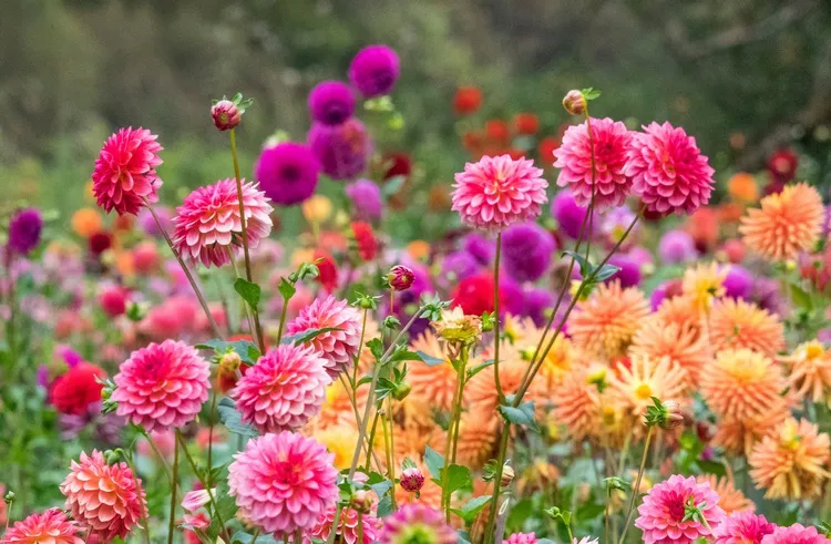 plant dahlia bulbs in april until the beginning of may