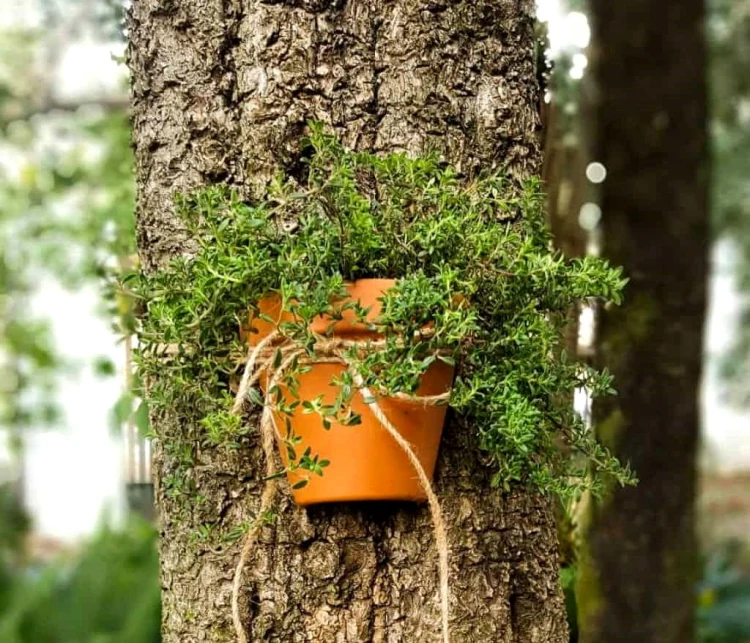 Small tree decoration pot tied toa tree