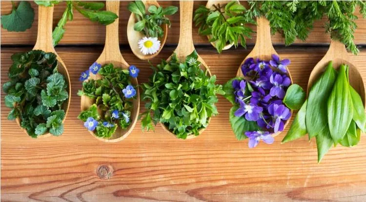 herbs to grow in your garden or balcony