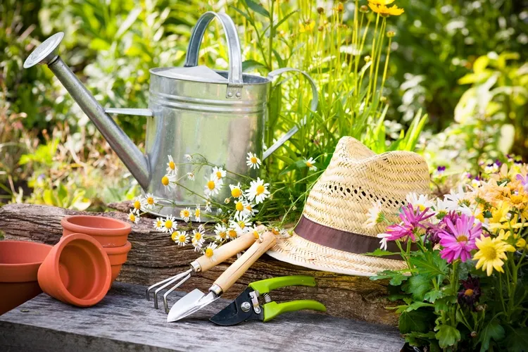 what to plant in april vegetables and flowers to sow in the garden