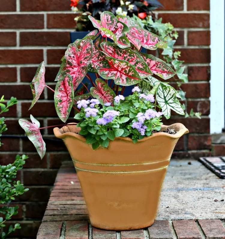caladium in a pot growing on a balcony