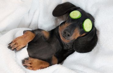 can dogs have cucumbers_are cucumbers safe for dogs