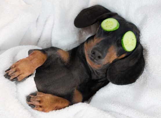 can dogs have cucumbers_are cucumbers safe for dogs