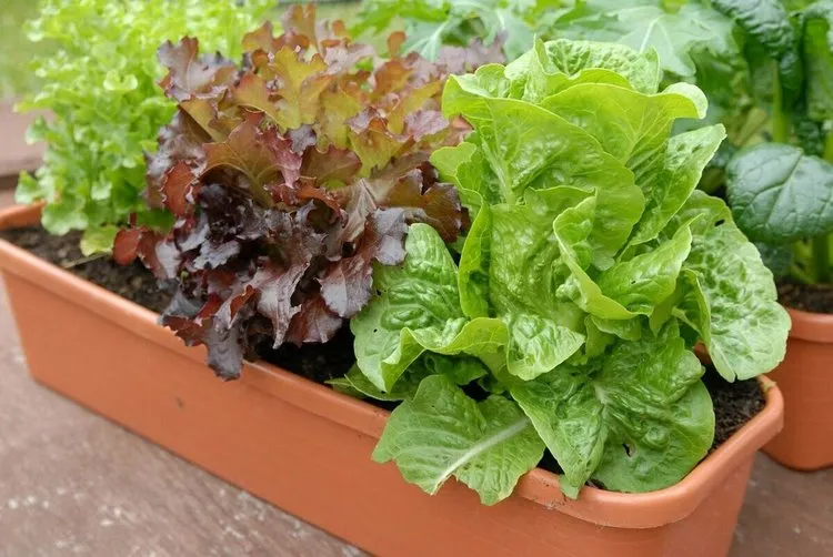 grow lettuce in container on the balcony