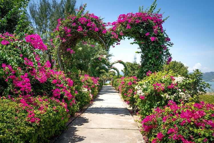 colorful bushes for front yard for joy and mood with flower colors