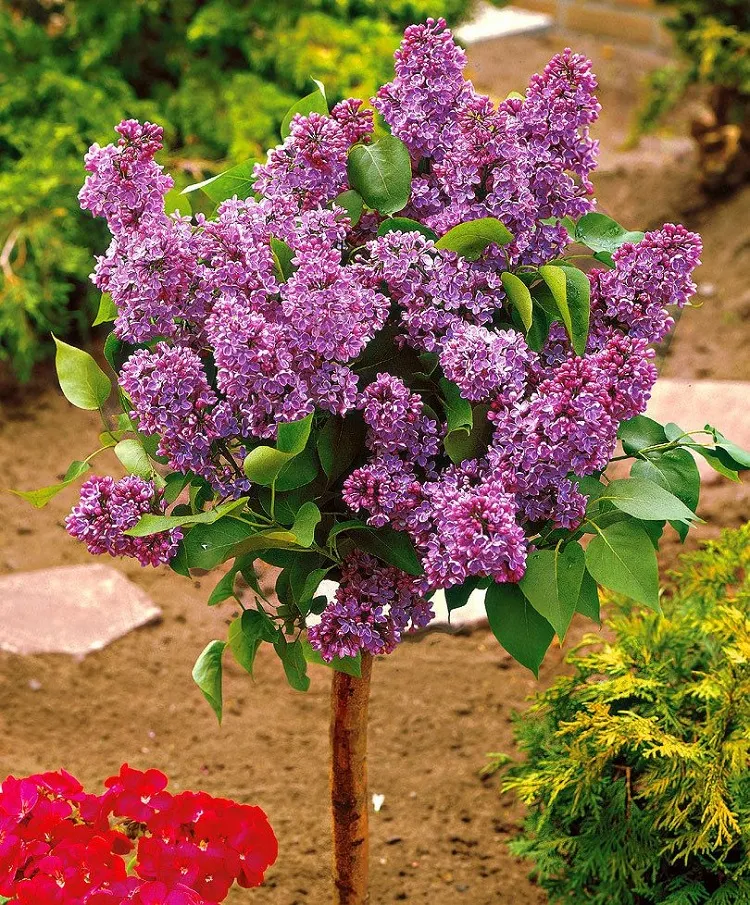 colorful bushes for front yard lilac bushes
