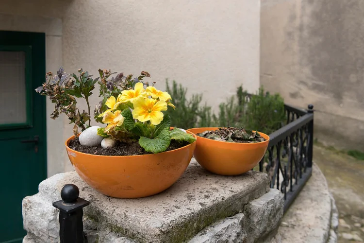 cute yellow primrose in a pot